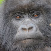  Gorilla (Congo)